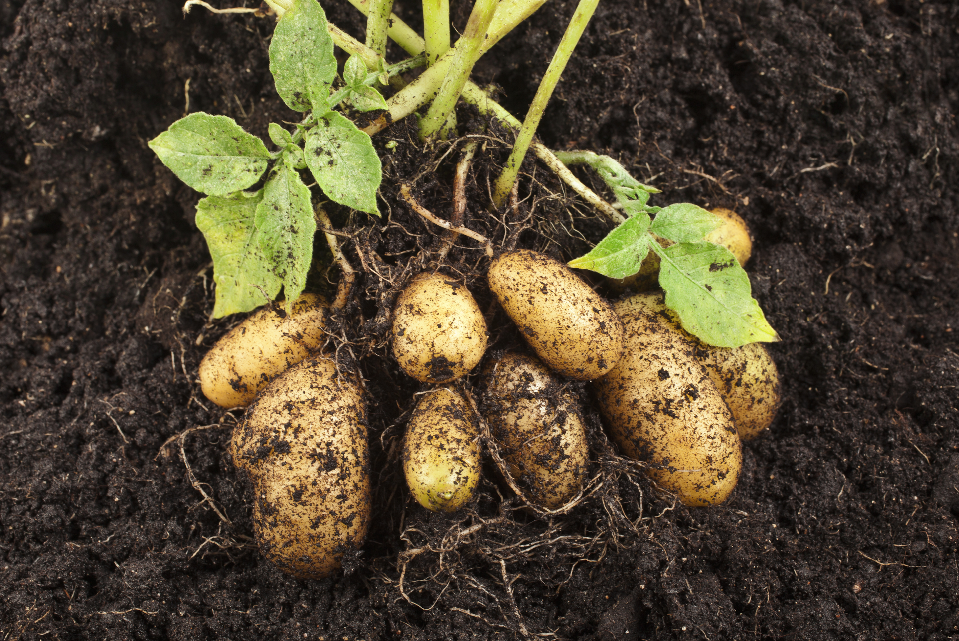 Det är enkelt att odla egen potatis Det är enkelt att odla egen potatis
